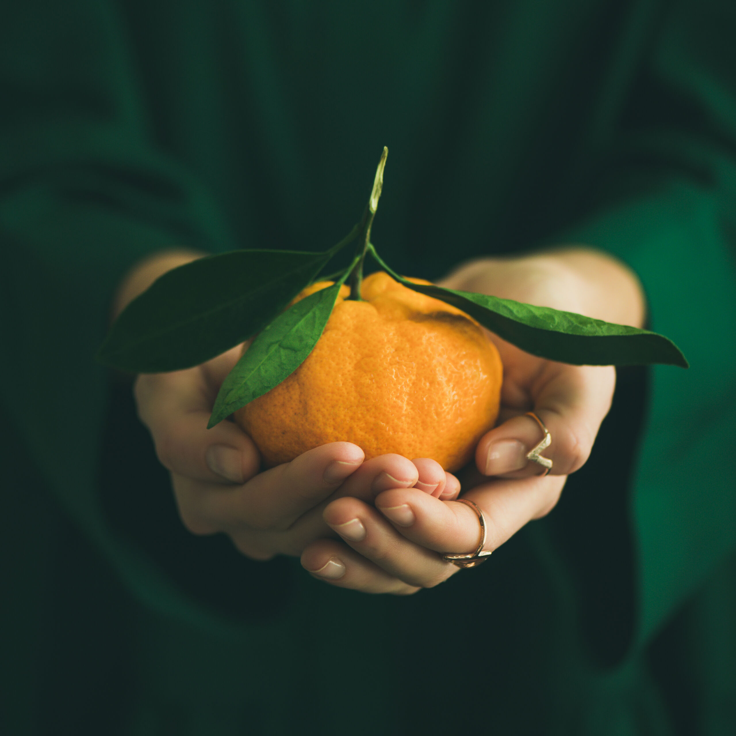 fresh tangerine citrus fruit in hands of lady, square crop